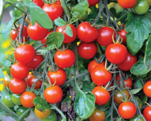 Cherry Tomato